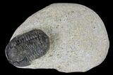 Detailed Gerastos Trilobite Fossil - Morocco #118999-3